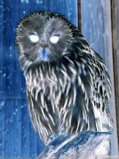 owl
