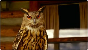 wc Longmire owl