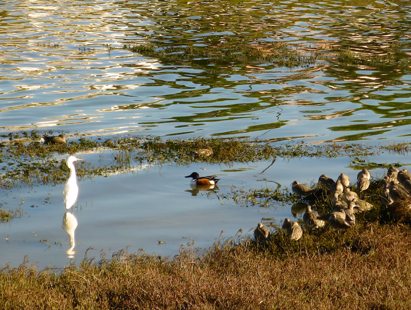 Shorebird Sanctuary