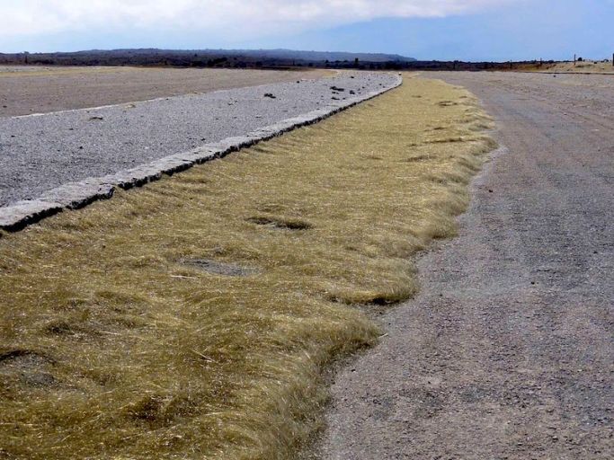 Pele's_hair_near_Halemaumau,_2012 wikipedia commons